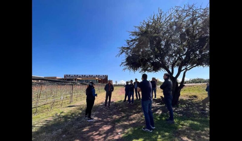 San Miguel Allende: Guanajuato Wine Route vineyard tour - The Winemaking Process and Vineyard Tour Details
