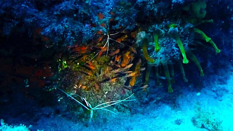 San Miguel de Abona: 2Dive Package - Discover the San Miguel de Abona 2Dive Package in Tenerife
