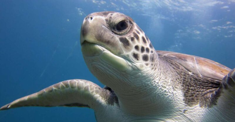 San Miguel de Abona: 2Dive Package - Key Points