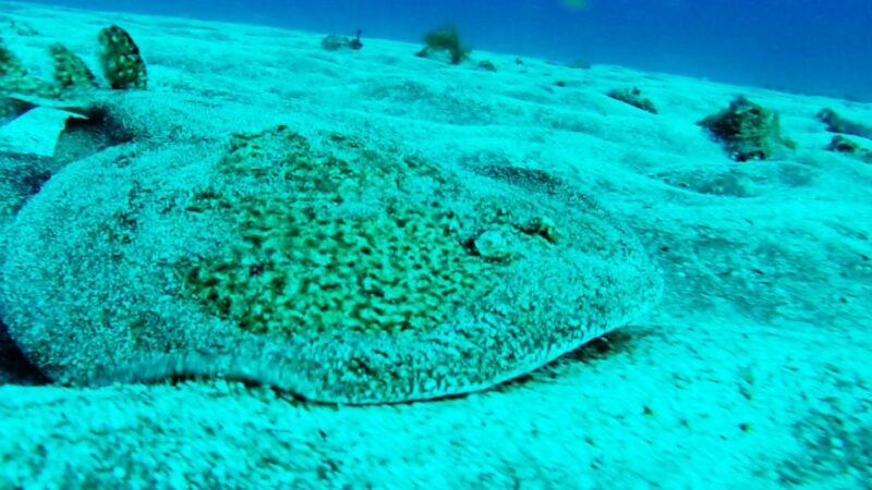 San Miguel de Abona: 2Dive Package - Premium Equipment and No Time Limits