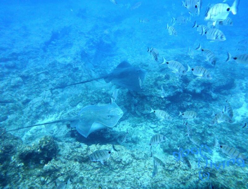 San Miguel de Abona: 2Dive Package - Small Group Dives for Personalized Attention