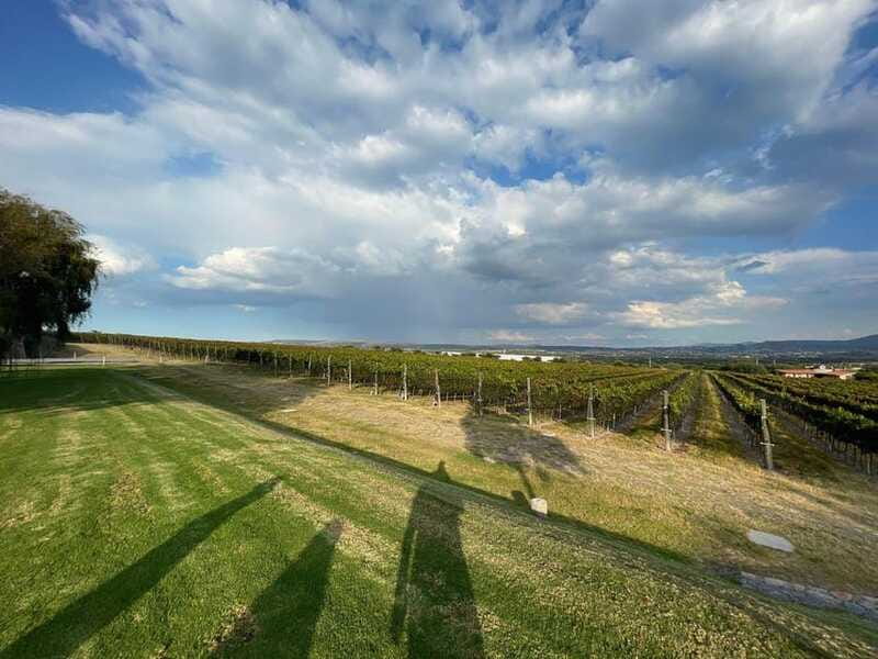 San Miguel de Allende: A Journey Through Vineyards - Gourmet Lunch Among the Vineyards