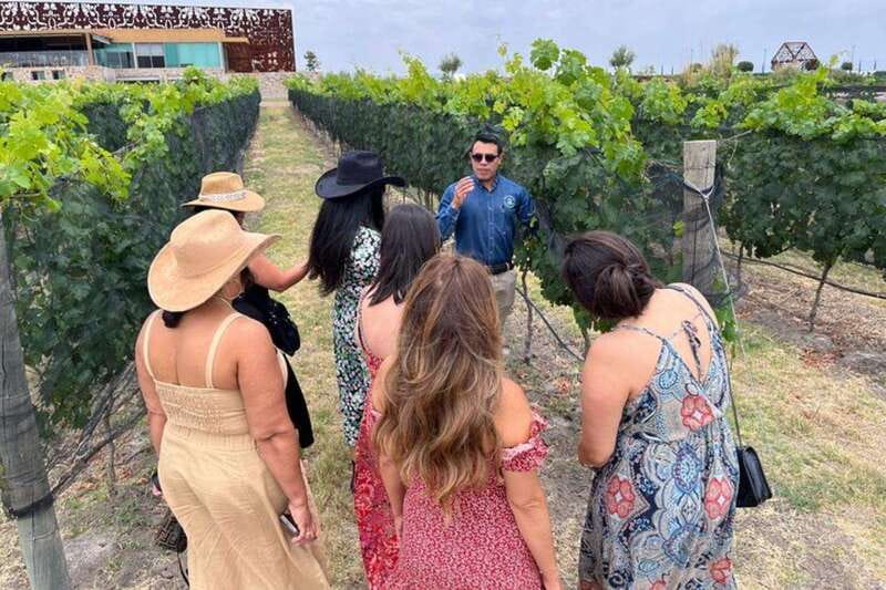 San Miguel de Allende: Local Vineyard Tour & Wine Tasting - Key Points