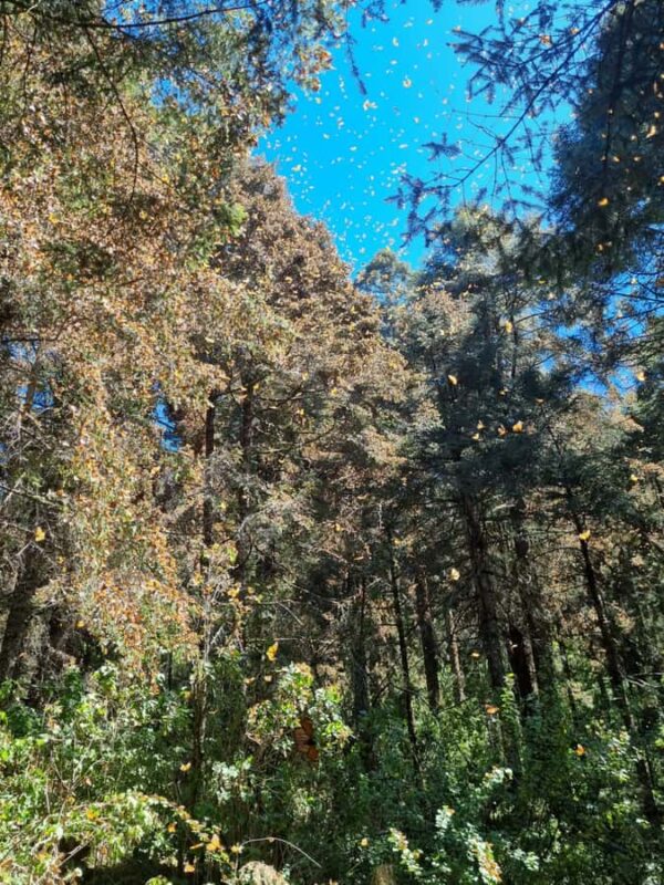 San Miguel de Allende: Monarch Butterflies Tour - The Majestic Monarch Sanctuary in Michoacán