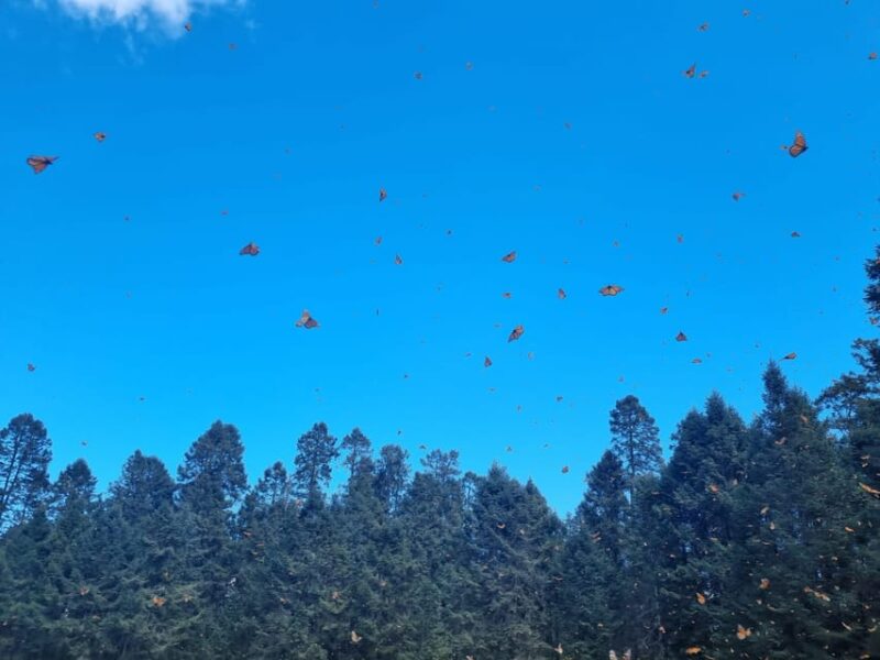 San Miguel de Allende: Monarch Butterflies Tour - Practical Tips for the Tour Experience
