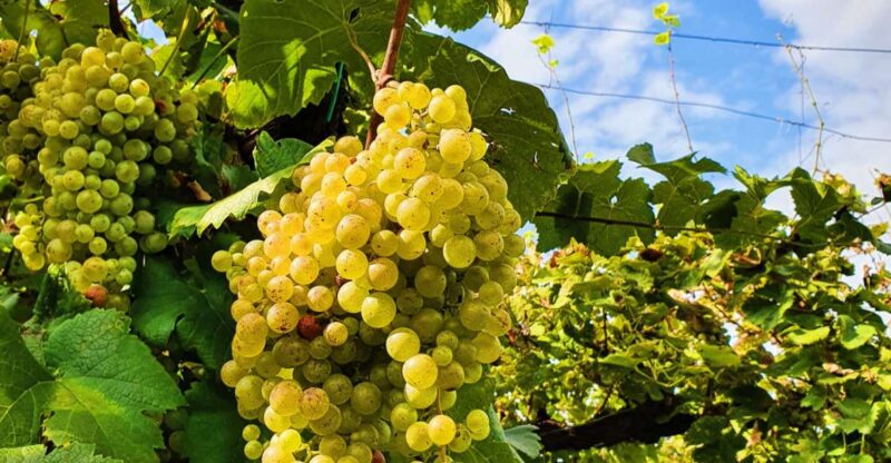 San Pietro di Feletto: Vineyard Tour with Cellar Visit - Walking Through the Vineyards and Ancient Stables