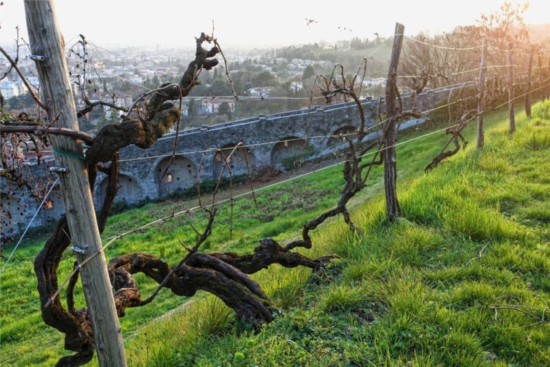 San Pietro di Feletto: Vineyard Tour with Cellar Visit - Flexibility and Comfort for Visitors