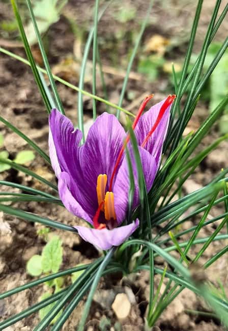 San Polo in Chianti: Discovering Saffron - Starting the Experience at Località Musignana