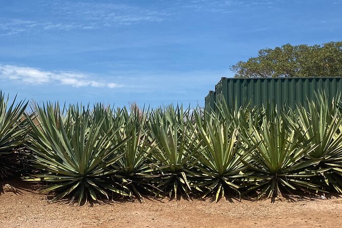 San Sebastián del Oeste, a town between mountains - Sampling Local Tequila and Visiting a Coffee Roastery