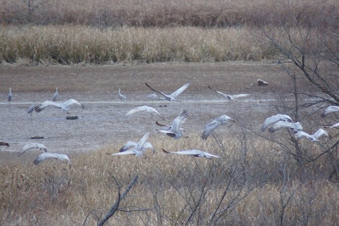 Sandhill Crane Kayak Tour with Chattanooga Guided Adventures - Chattanoogas Exclusive Sandhill Crane Viewing from a Kayak