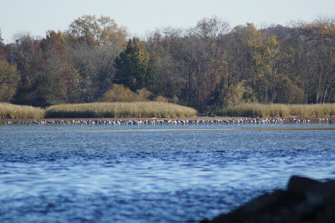 Sandhill Crane Kayak Tour with Chattanooga Guided Adventures - Meeting Point and Timing for a Smooth Start