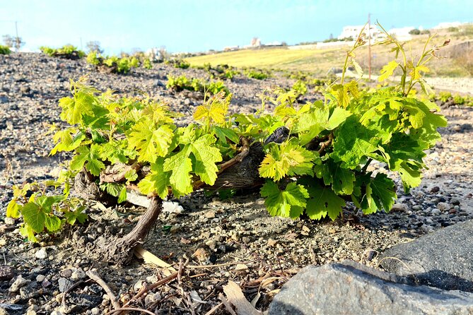 Sanotini Oia Wine Tasting and Local Places Half Day Tour - The Pacing and Duration of the Tour