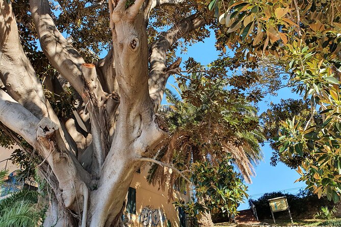 SANREMO FOOD TOUR - Authentic Ligurian street food and Medieval town - Explore Sanremo’s Authentic Ligurian Flavors and Ancient Streets