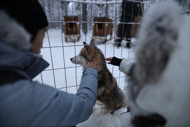 Santa Claus Village, Husky and Reindeers Combo Safari - Visiting Husky Park: Meet the Siberian Huskies