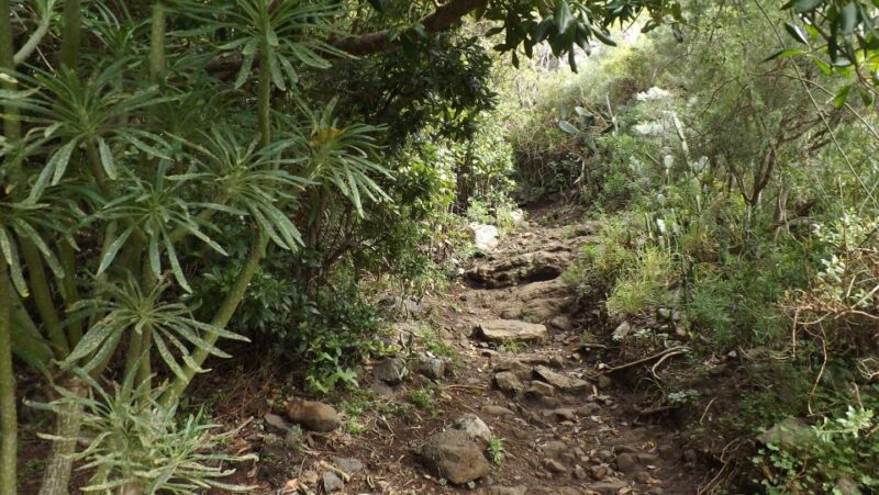 Santa Cruz de Tenerife: 2-Hour Hiking Tour in Anaga Forest - What’s Included and What to Expect
