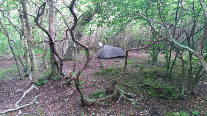 Santa Cruz de Tenerife: 2-Hour Hiking Tour in Anaga Forest - The Experience in Action