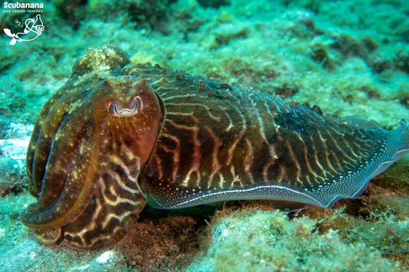 Santa Cruz de Tenerife: PADI Introductory Dive - Entering the Calm Waters of Radazul Bay