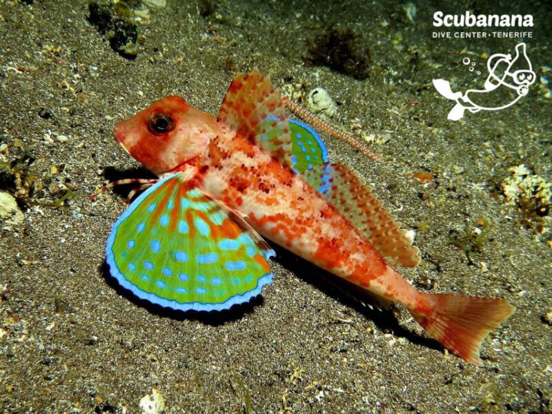 Santa Cruz de Tenerife: PADI Introductory Dive - Post-Dive Conversation and Reflection