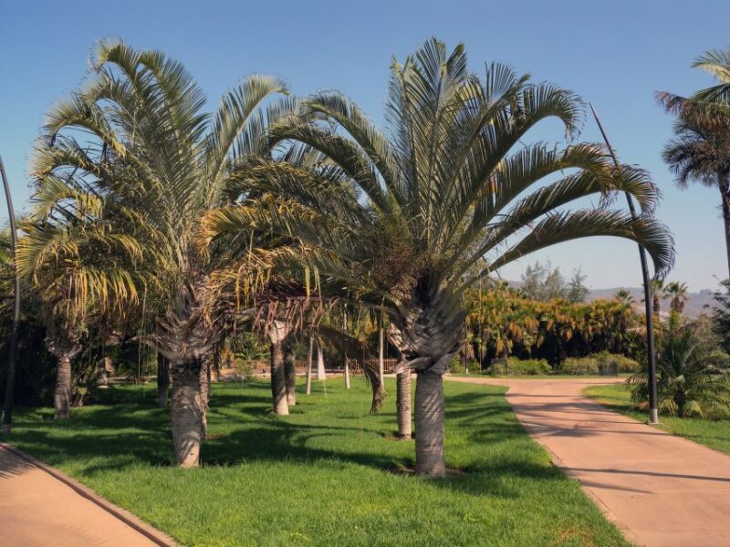 Santa Cruz de Tenerife Palmetum Entry Ticket - The Value of Your Entry Ticket: Is It Worth It?