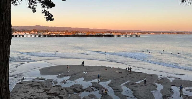 Santa Cruz: Surf History and Culture Walking Tour - Marine Life Encounters Along West Cliff Drive