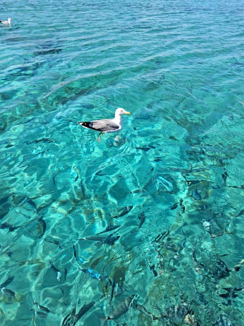 Santa-Giulia: Half-day trip to the Lavezzi Islands - Who Will Love This Tour?