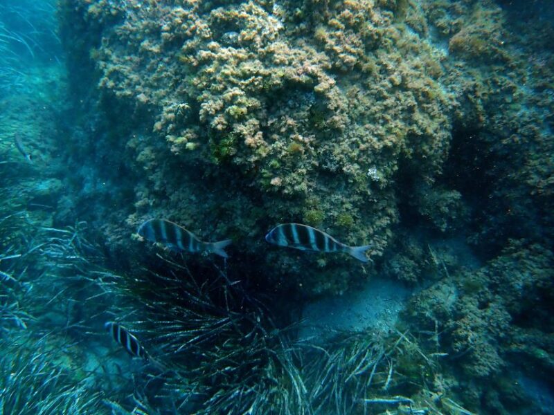 Santa Pola: 3-Hour Scuba Diving near Tabarca - Discovering the Marine Environment Near Tabarca