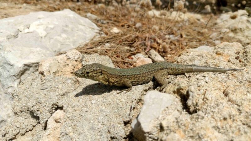 Santa Ponta/Peguera: Dragonera Island Cruise with Swim Stop - Who Will Enjoy This Tour Most