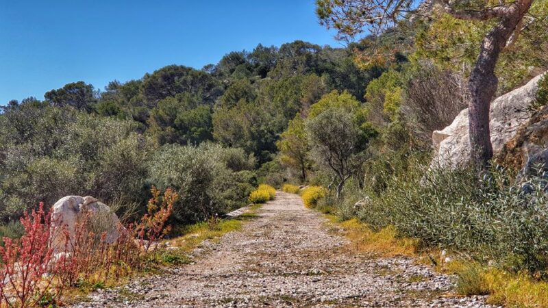 Santa Ponta/Peguera: Dragonera Island Cruise with Swim Stop - Frequently Asked Questions