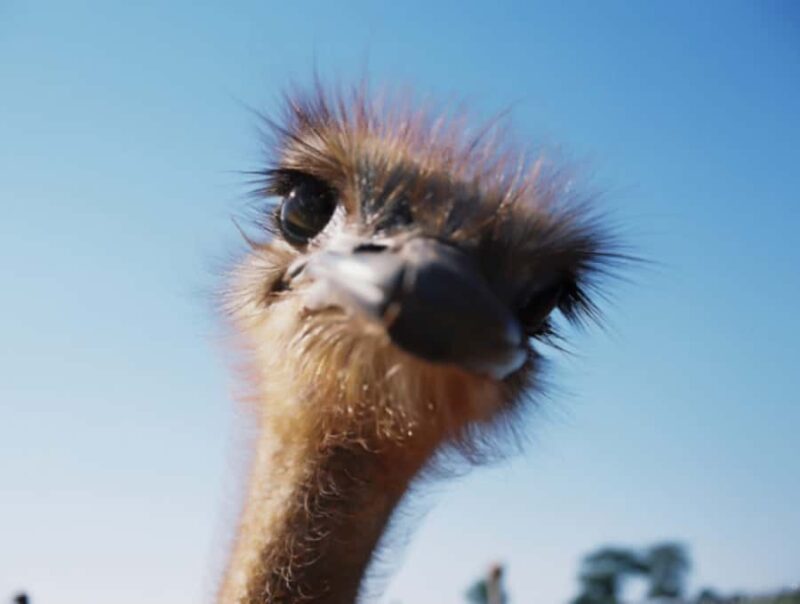 Santa Ynez Valley: Sideways Movie Inspired Wine Tour - Visiting the Wineries Featured in Sideways