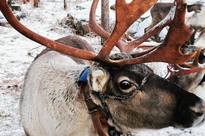 Santa's Reindeer & Husky Safari + Santa's Pets + Aurora Hunt! - Key Points