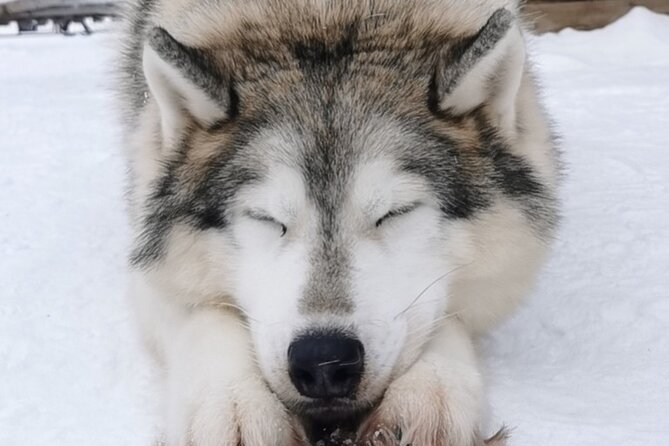 Santa's Reindeer & Husky Safari + Santa's Pets + Aurora Hunt! - Santa’s Village and Arctic Animal Encounters