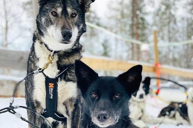 Santa's Reindeer & Husky Safari + Santa's Pets + Aurora Hunt! - Aurora Hunting at Two Dark Sky Locations