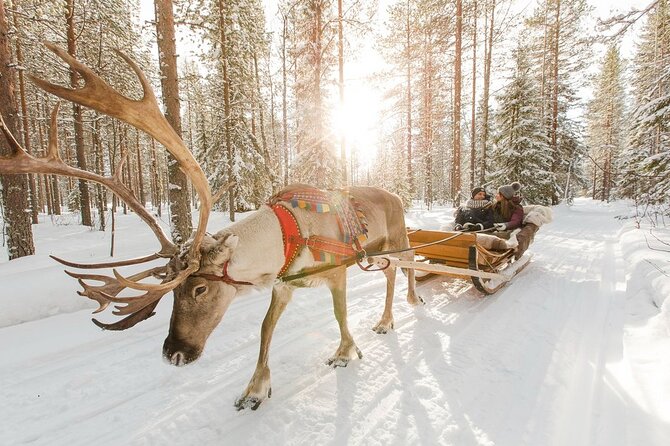 Santa's Reindeer & Husky Safari + Santa's Pets + Aurora Hunt! - Food and Drink Options