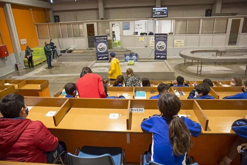 Santoña: Anchovy Art Gallery with Fishing Port and Market - Santoña’s Fishing Port: A Portrait of Cantabria’s Marine Economy