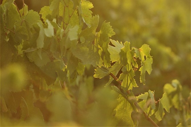 Santorini 3-Winery Tour with 12 Wine Tastings and Oia Sunset - Practical Tips for Participants