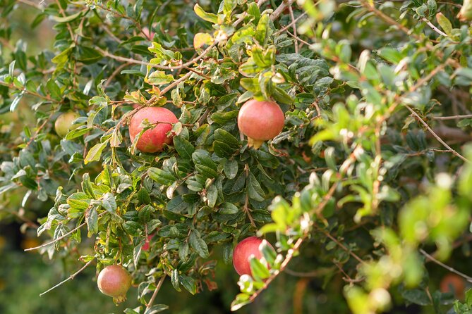 Santorini 5 Hour Private Oia Tour & Lunch/Dinner at a Local Farm - Why This Tour Is a Strong Choice for Santorini Visitors