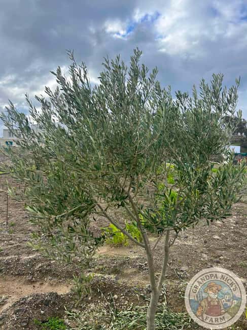 Santorini: Farm and Winery Guided Tour - Key Points