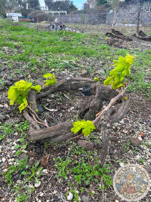 Santorini: Farm and Winery Guided Tour - Exploring the Cave Winery Museum and Underground Cellars