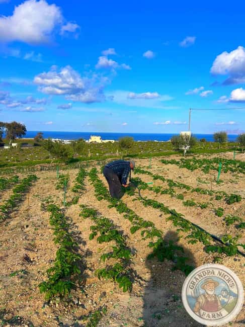 Santorini: Farm and Winery Guided Tour - Vineyards and the Assyrtiko Grape Cultivation