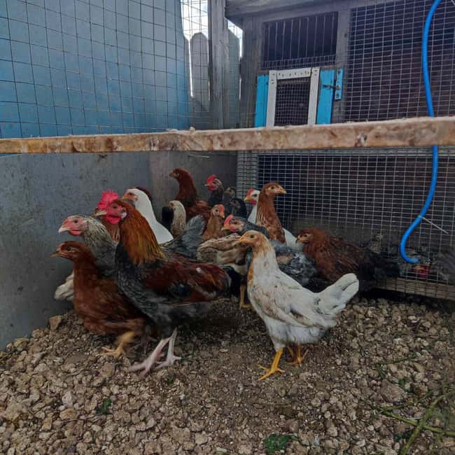 Santorini: Farm Visit With Lunch and Village Tour - Tasting the Iconic Melitinia in Megalochori