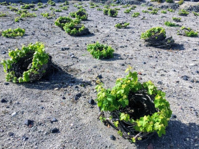 Santorini: Guided Tour to 3 Wineries with Wine Tastings - Starting from Thera to the Vineyards