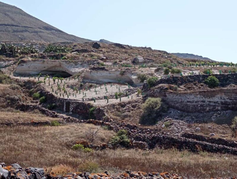 Santorini: Private Agri-Educational Visit to an Organic Farm - Discover Authentic Santorini: Private Organic Farm Tour at $59