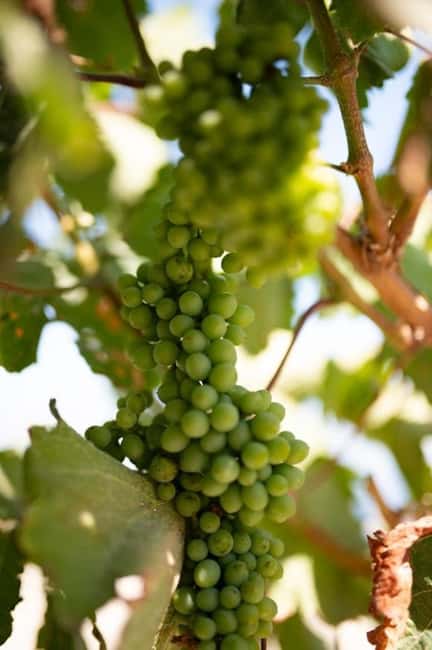 Santorini: Private Agri-Educational Visit to an Organic Farm - The Guides and Personal Interaction on the Farm