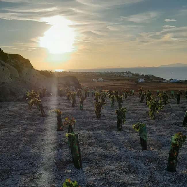 Santorini: Private Agri-Educational Visit to an Organic Farm - The Scenic Setting and Farm Atmosphere