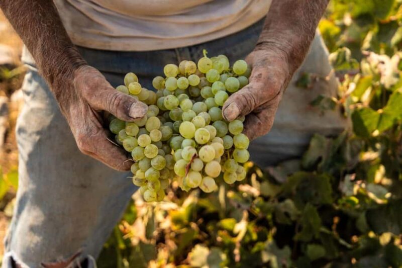 Santorini: Private Wine Tasting at Private venue - Discover the Charm of Santorini’s Private Wine Tasting at Pagonis Venue