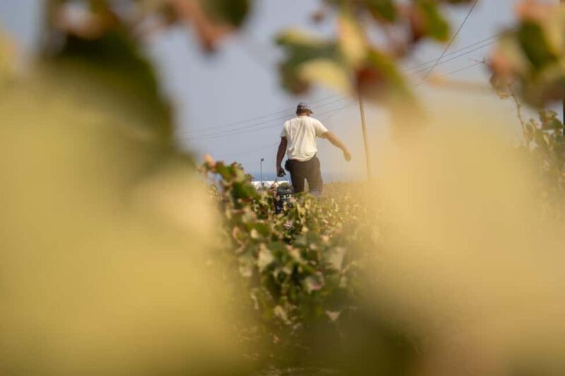 Santorini: Private Wine Tasting at Private venue - Key Points