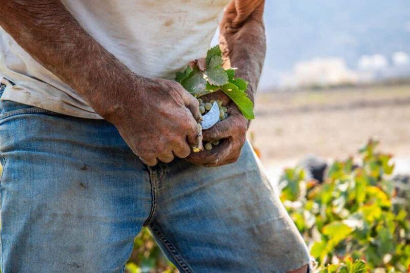 Santorini: Private Wine Tasting at Private venue - The Unique Setting of Pagonis Venue