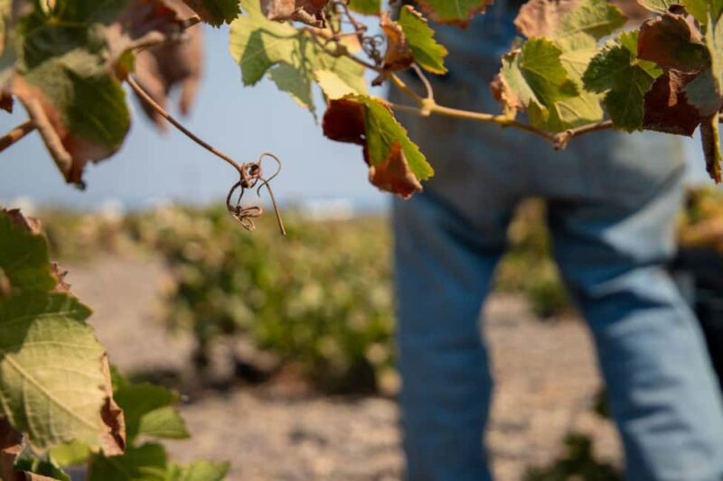 Santorini: Private Wine Tasting at Private venue - Tasting the Finest Santorini Wines