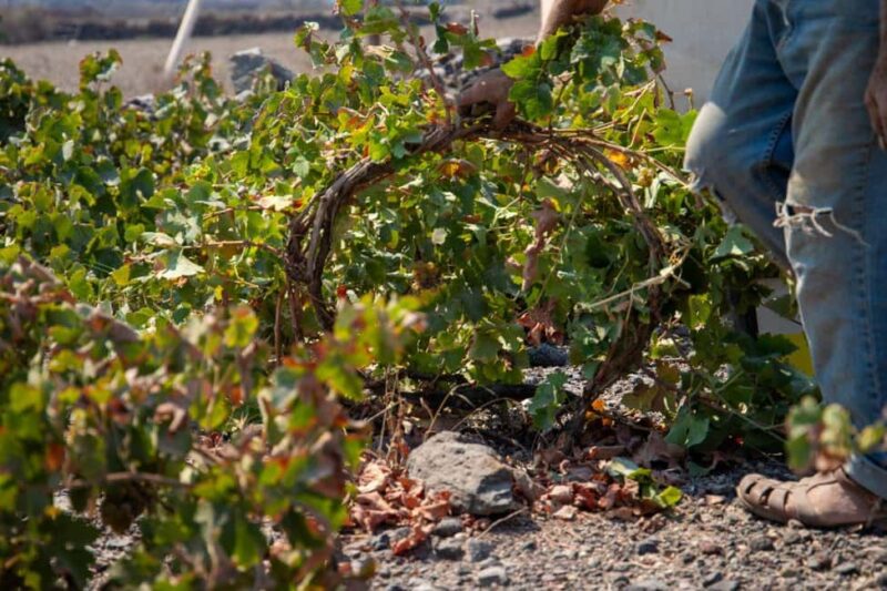 Santorini: Private Wine Tasting at Private venue - Learning About Santorini’s Volcanic Terroir and Winemaking Traditions