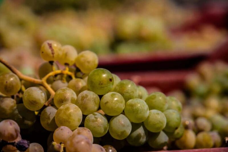 Santorini: Private Wine Tasting at Private venue - Accessibility and Practical Information